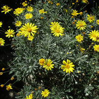 euryops_ pectinatus